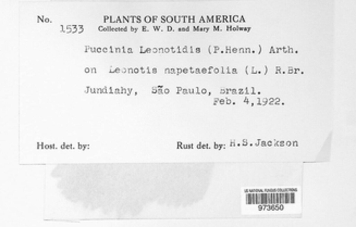 Puccinia leonotidis image